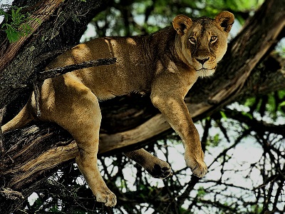 Ecological Luxury