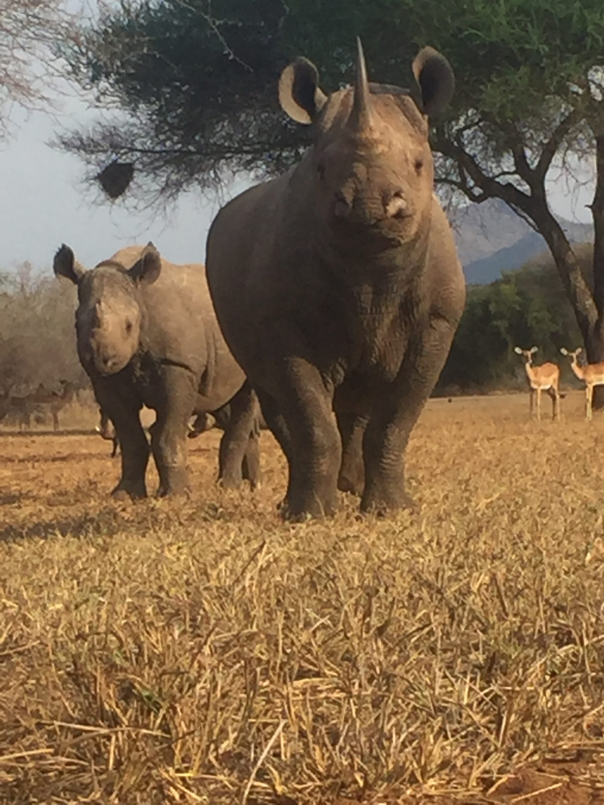 Motherhood