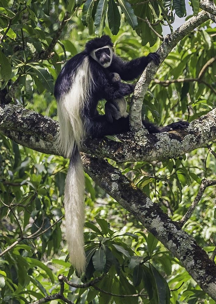Leaf eating Monkey