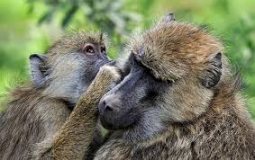 Grooming